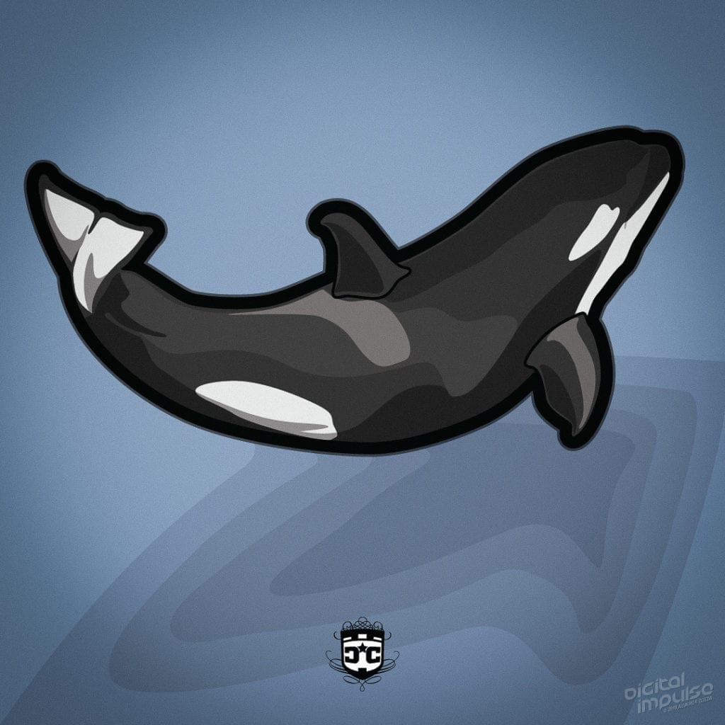 Orca Calf image