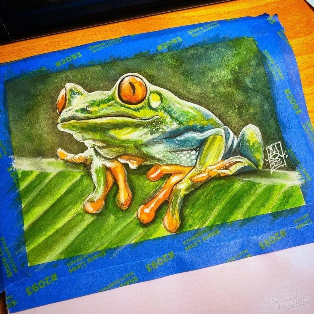 Red-Eyed Tree Frog 02 image