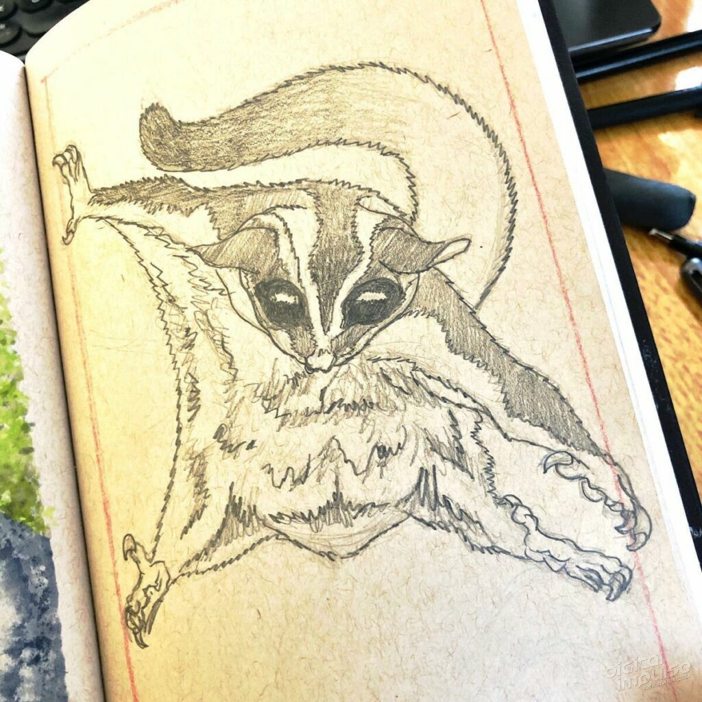 Australian Sugar Glider Illustration - Line Art previ