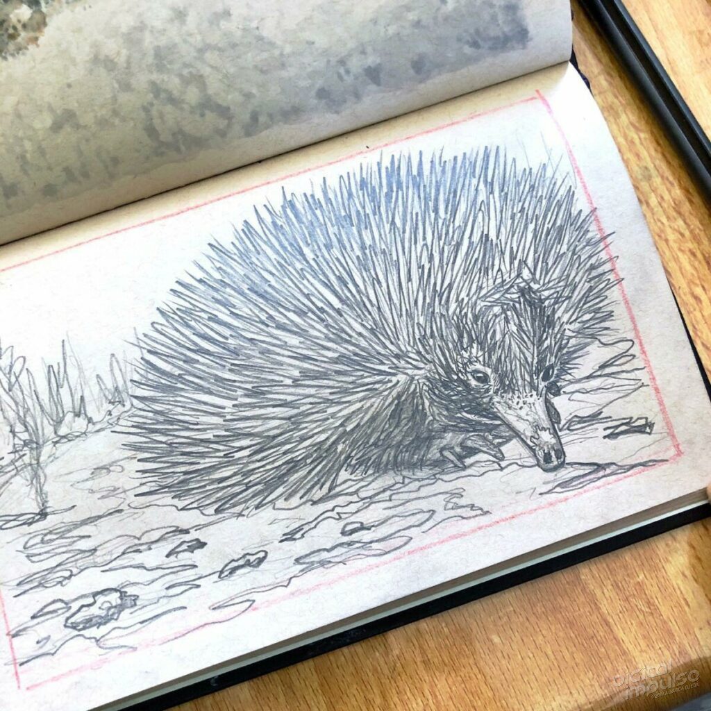 Australian Echidna Illustration - Process Shot - Line art preview image