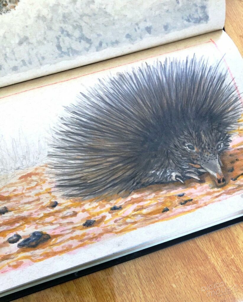 Australian Echidna Illustration - Process Shot - Background and detailing preview image