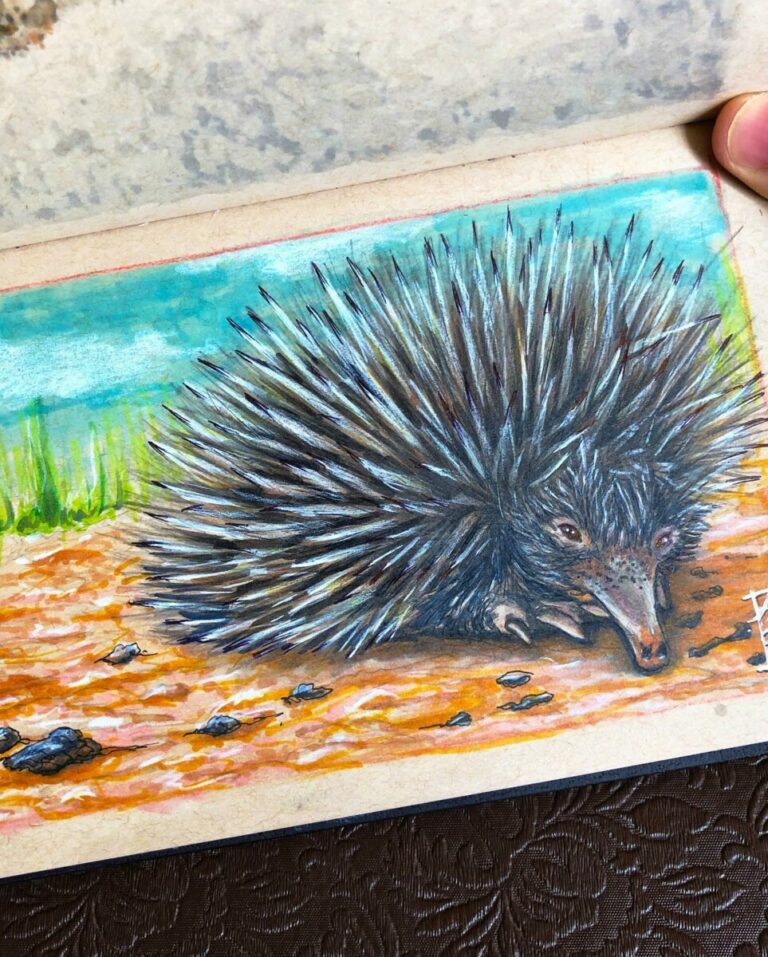 Australian Echidna Copic Marker Illustration preview image