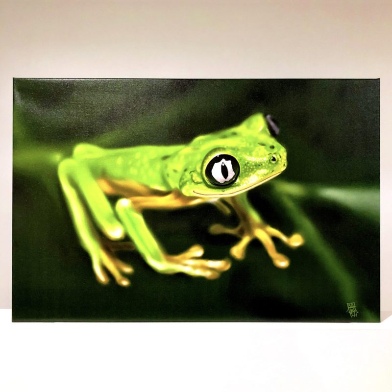 Lemur Leaf Frog 30x45 Canvas Print preview image