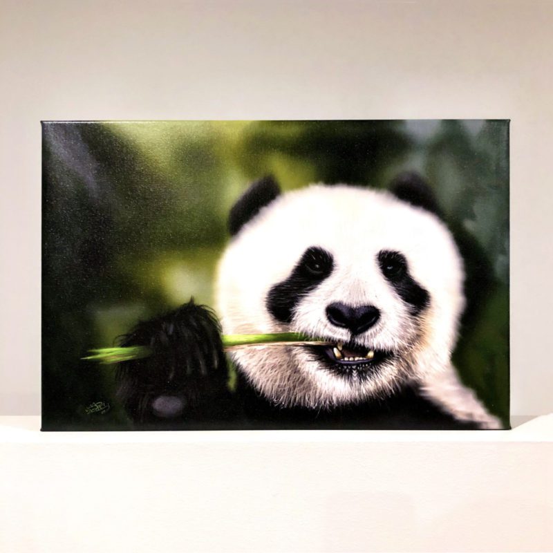 Munching Panda 50x75 Canvas Print preview image