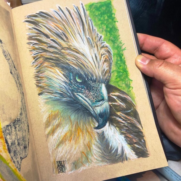 Philippine Eagle Illustration Preview image