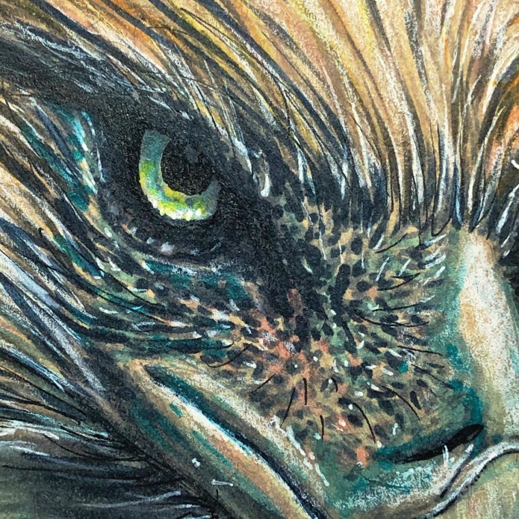 Philippine Eagle Illustration Eye Detail image