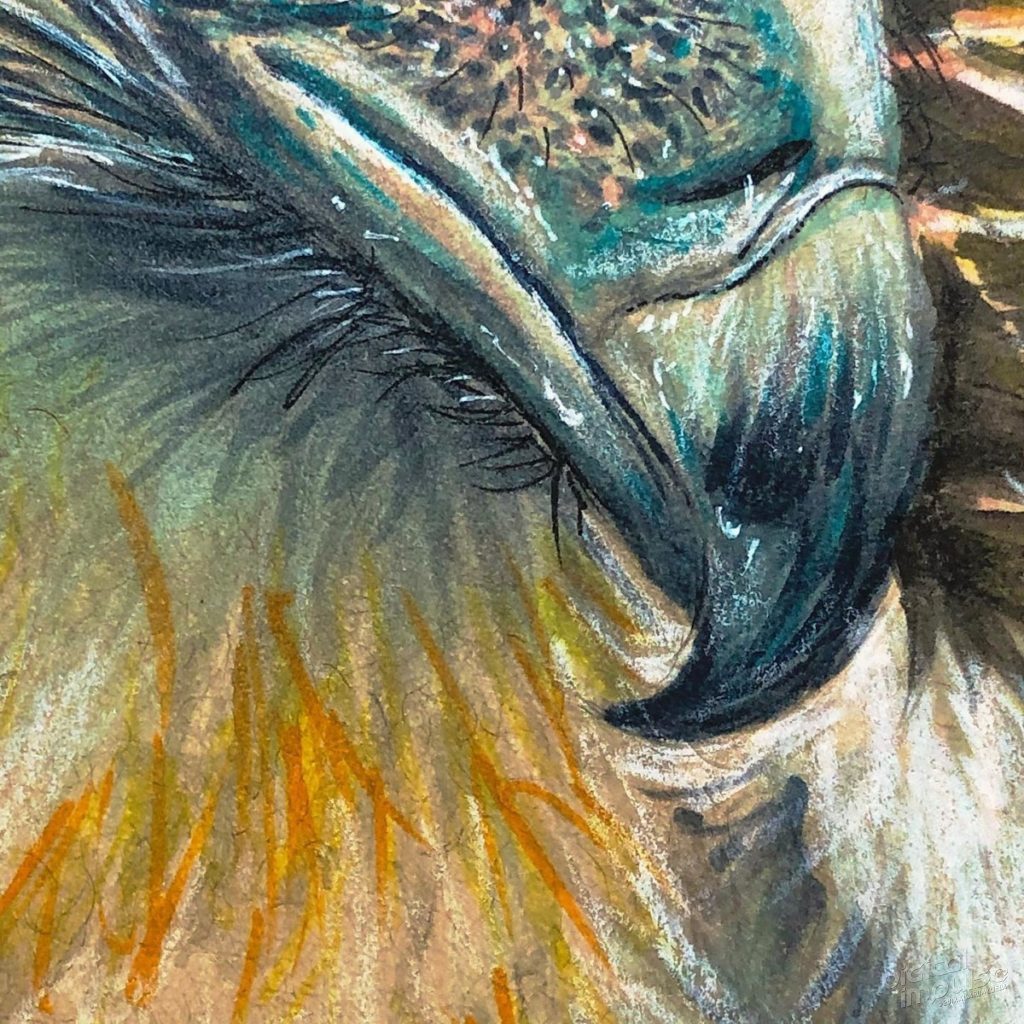 Philippine Eagle Illustration Beak Detail image