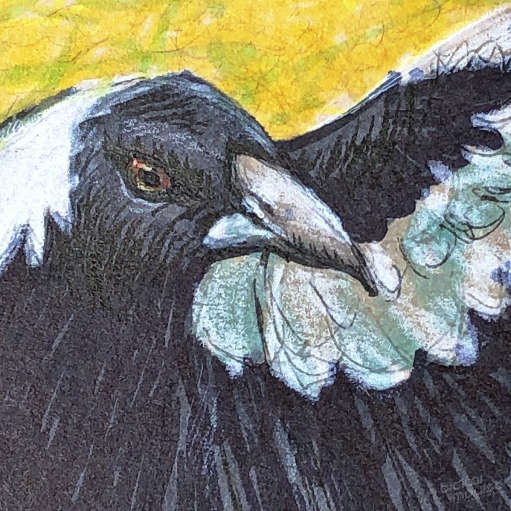 Australian Magpie Detail - 001 preview image