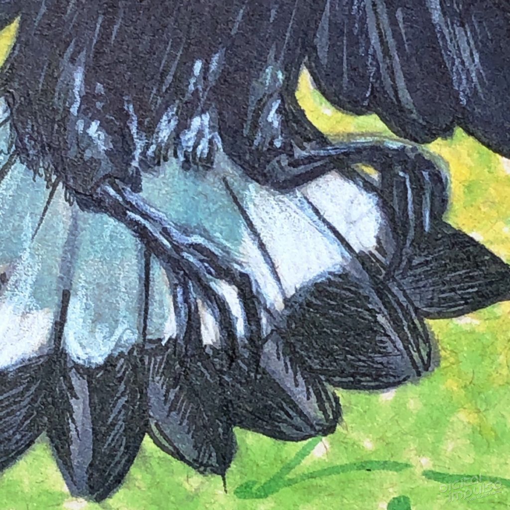 Australian Magpie Detail - 002 preview image
