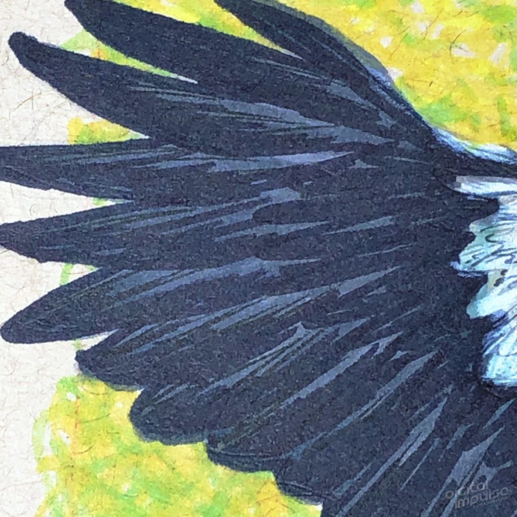 Australian Magpie Detail - 003 preview image