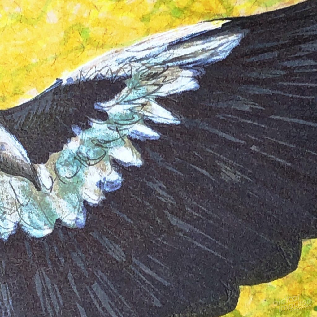 Australian Magpie Detail - 004 preview image