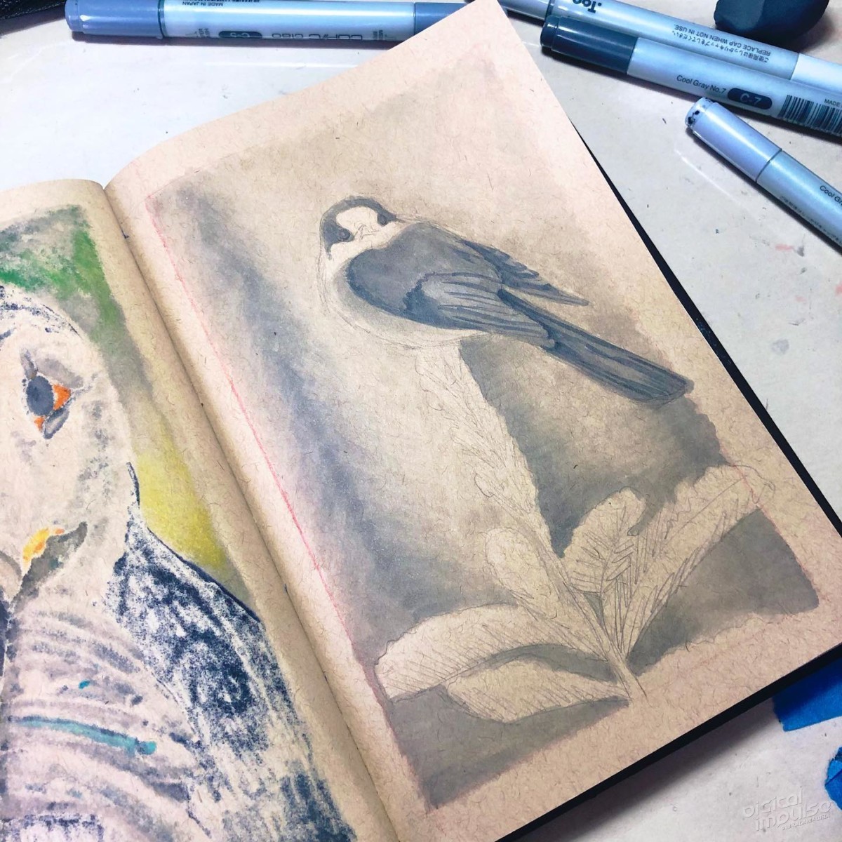 Canada Jay - 04 preview image