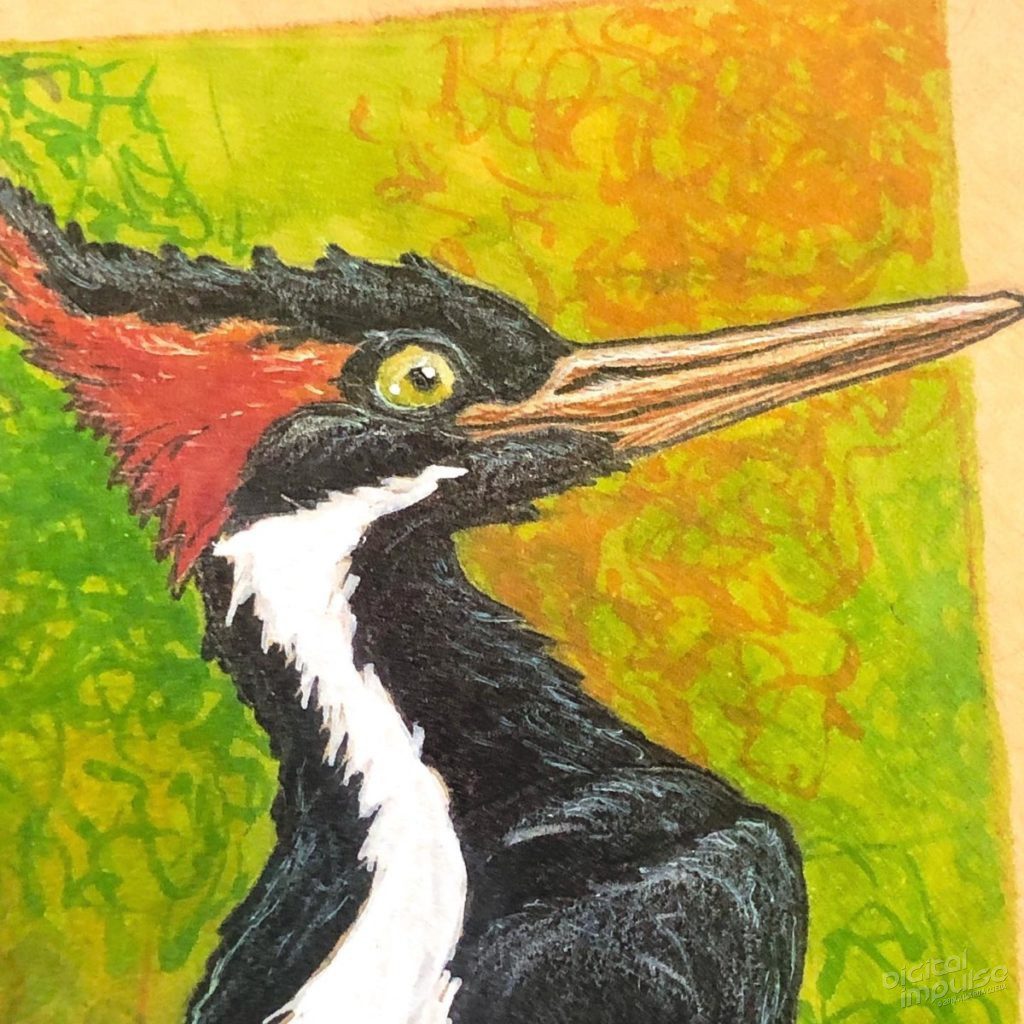 Pleated Woodpecker Illustration 01 - Head Detail preview image