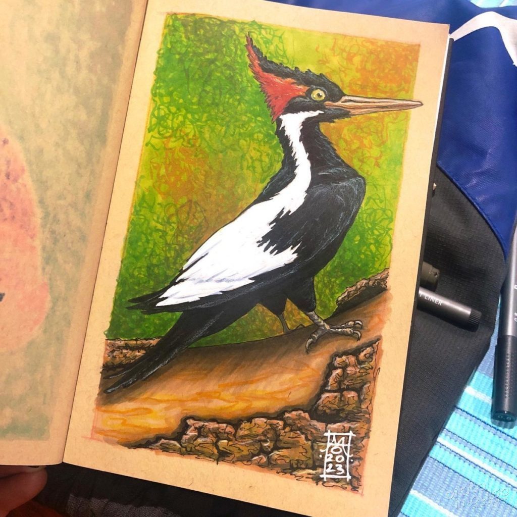 Pleated Woodpecker Illustration 04 preview image