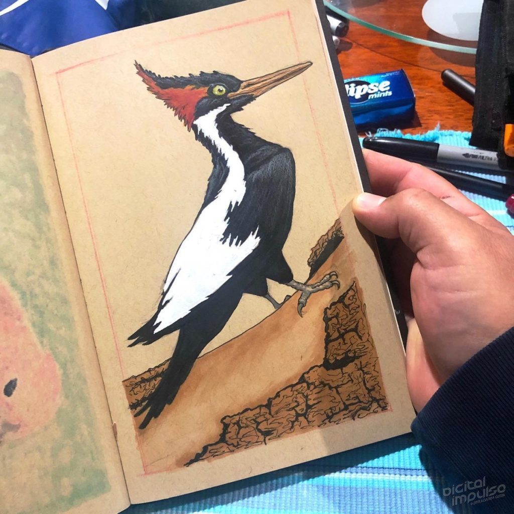 Pleated Woodpecker Illustration 04 preview image