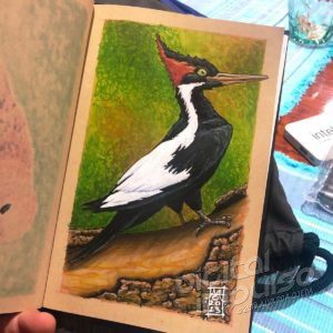 Pleated Woodpecker Illustration preview image