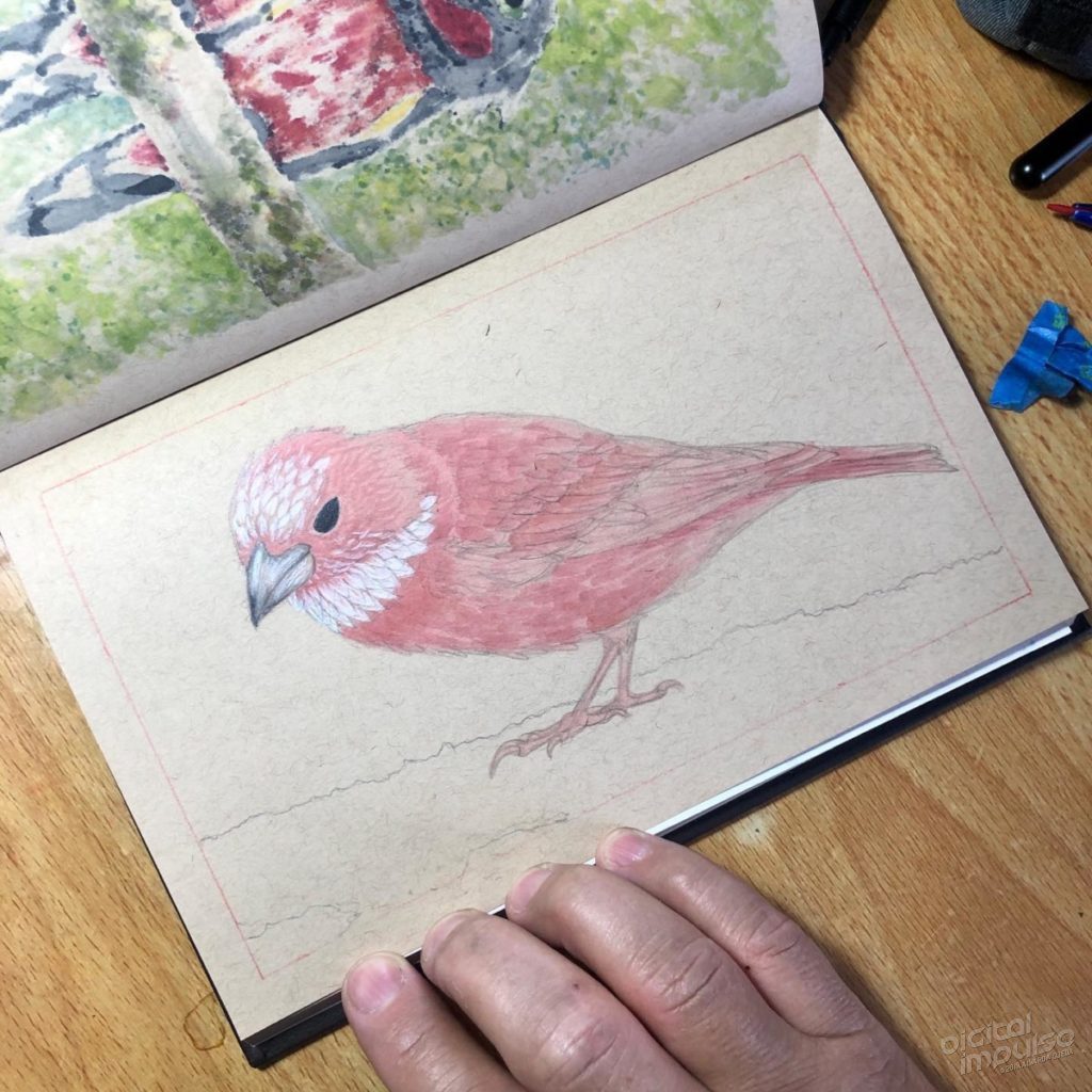 Rosefinch Illustration 01 - preview image