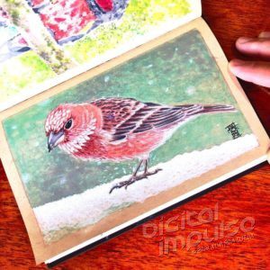 Rosefinch Illustration preview image