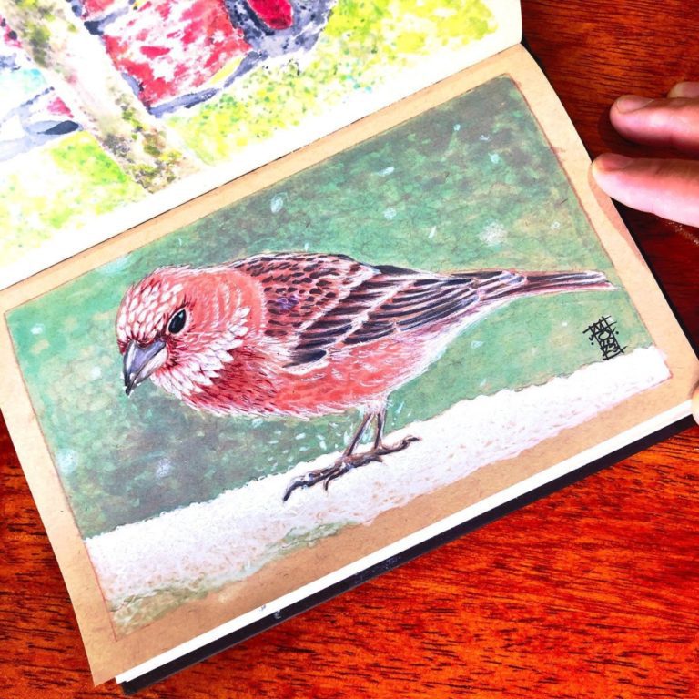 Rosefinch Illustration preview image